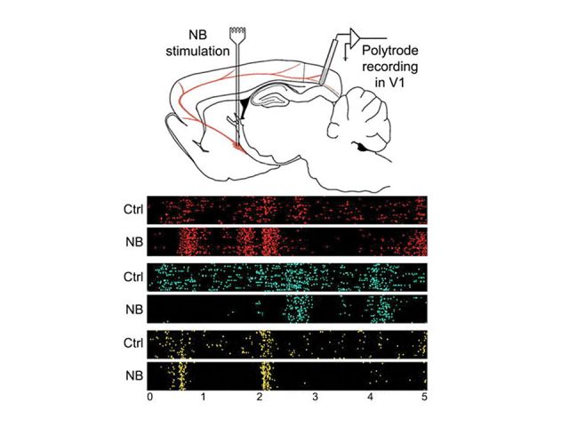 Neuromodulation of sensory processing and storage