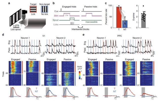 Pho, Goard, et al., 2018