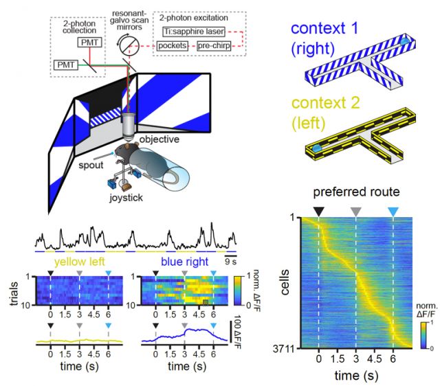 Neural basis of spatial representations