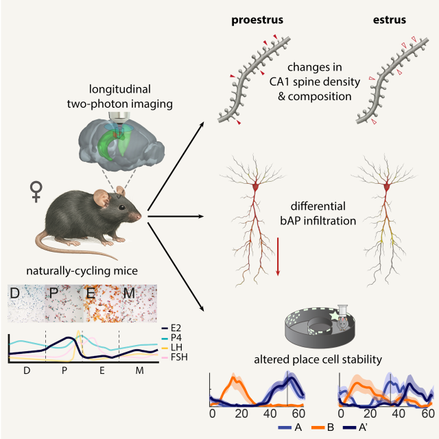 Wolcott et al., 2025
