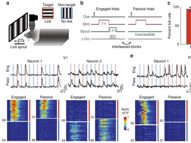 Pho, Goard, et al., 2018