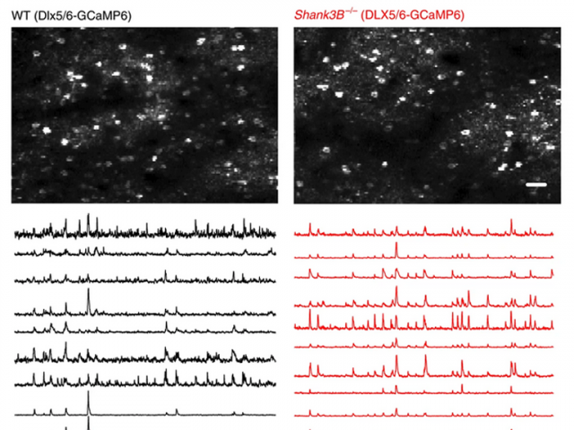 Chen et al., Nature Neurosci., 2012