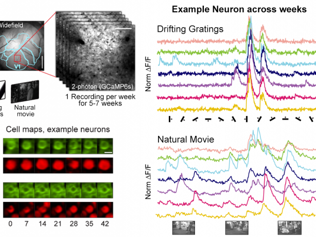 Marks & Goard, Nature Communications, 2021