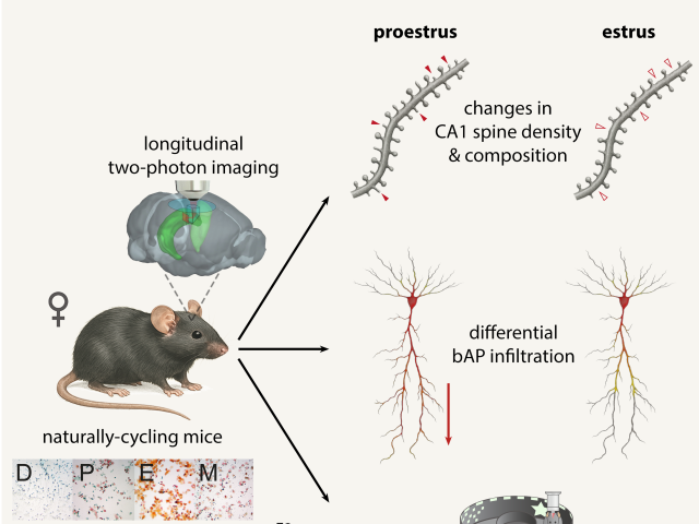 Wolcott et al., 2025